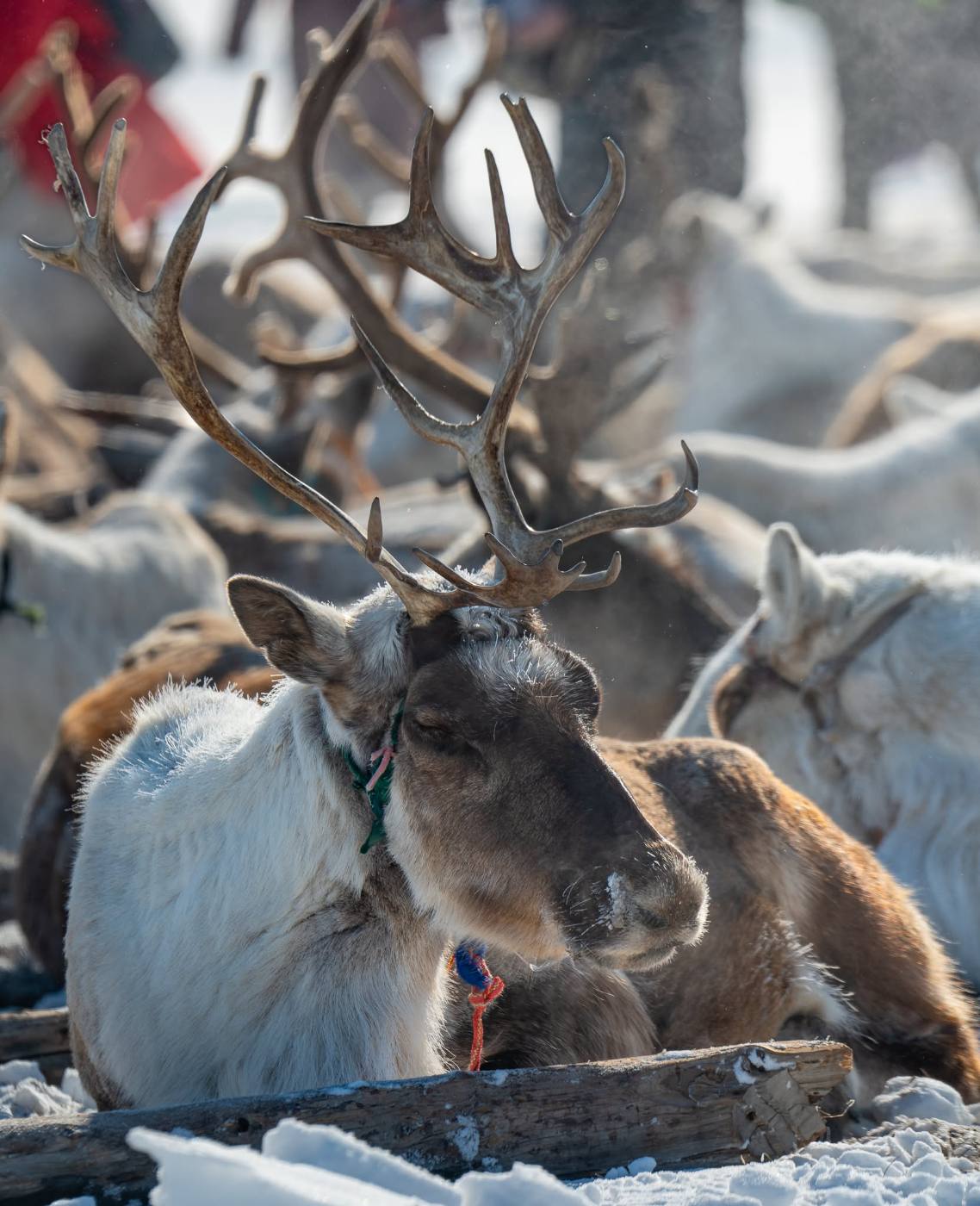 Photo Experience with Reindeer